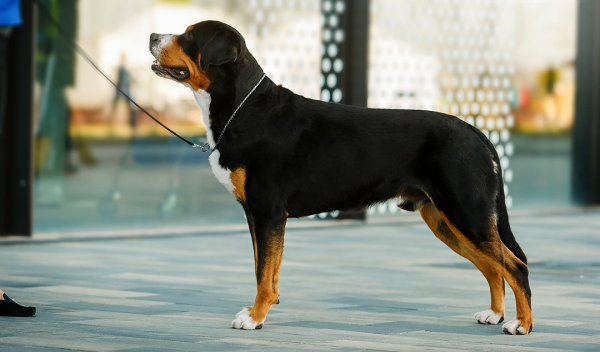 Швейцарский зенненхунд