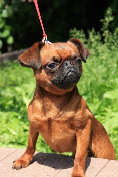 Пети Брабансон уходит