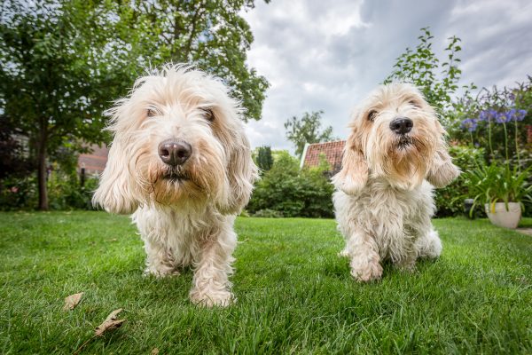 Парочка малых вандейских бассет-гриффонов