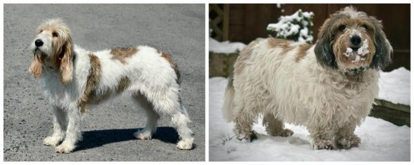 Малый и большой вандейский бассет-гриффон