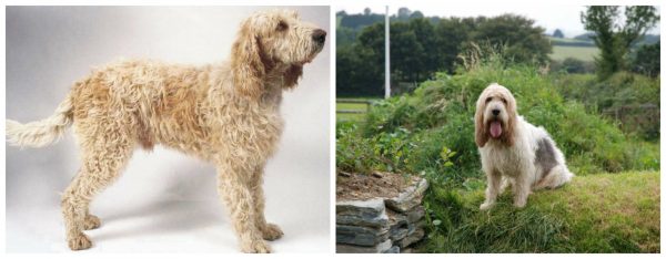 Большой вандейский гриффон и гриффон брике