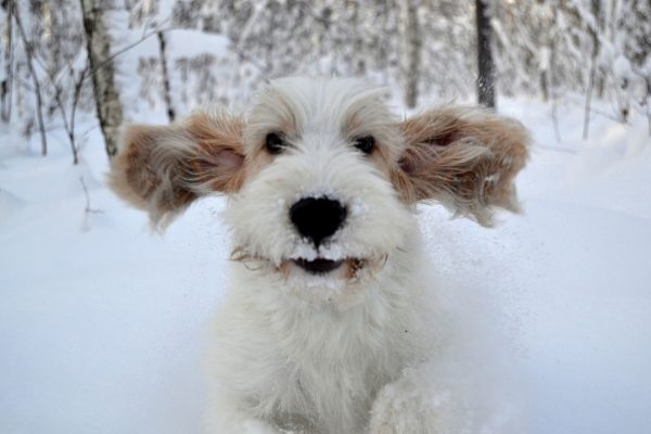 Вандейский бассет-гриффон в беге