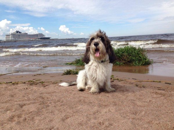 Вандейский гриффон брике у моря