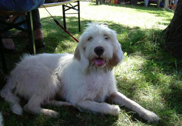 Большой вандейский гриффон