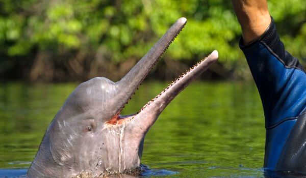 Фото: Китайский речной дельфин