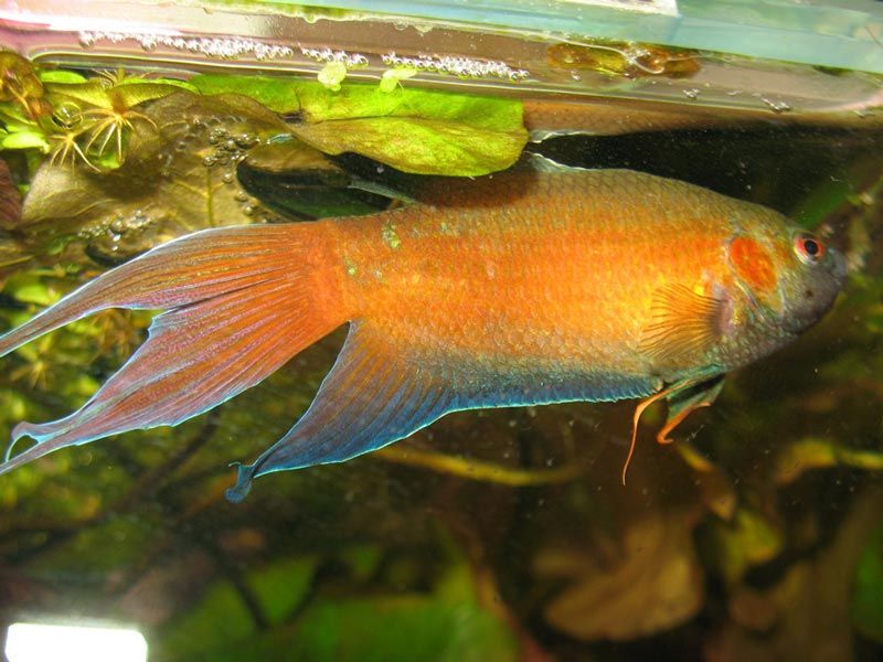 Красный гладкий