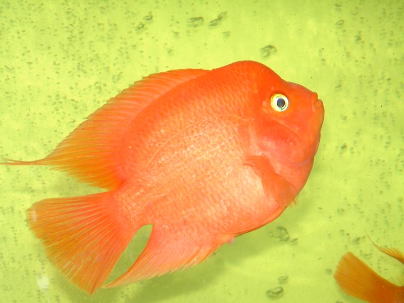 Красный слиток