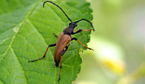 Фото: Реликтовый дровосек животное