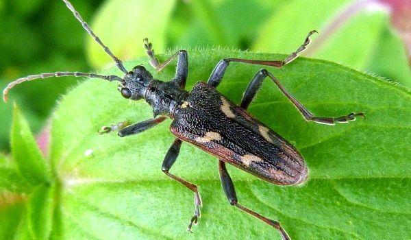 Фото: Насекомое реликтовый дровосек