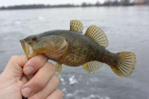 Ротан весной