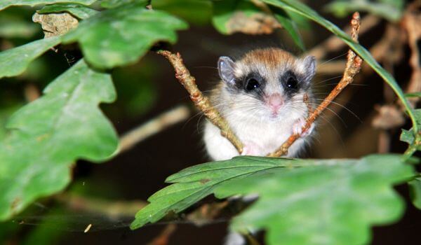Фото: Животное садовая соня