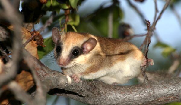 Фото: Животное садовая соня