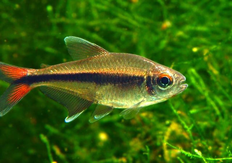 Саванные Неоны Саванный