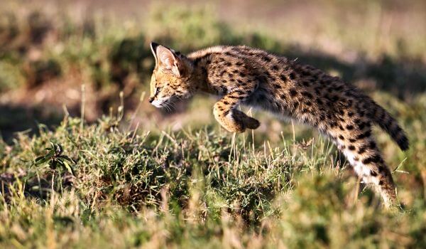 Фото: африканский сервал
