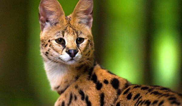 Фото: Сервал