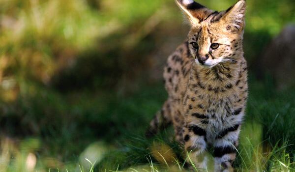 На фото: кот-сервал