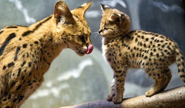 На фото: котенок сервала