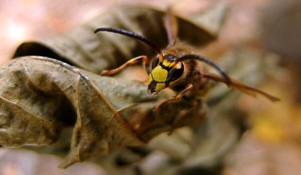 Фото: Хорнет