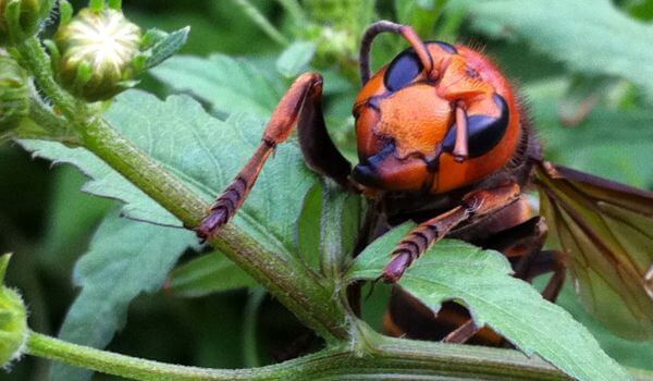 Фото: животные шершни