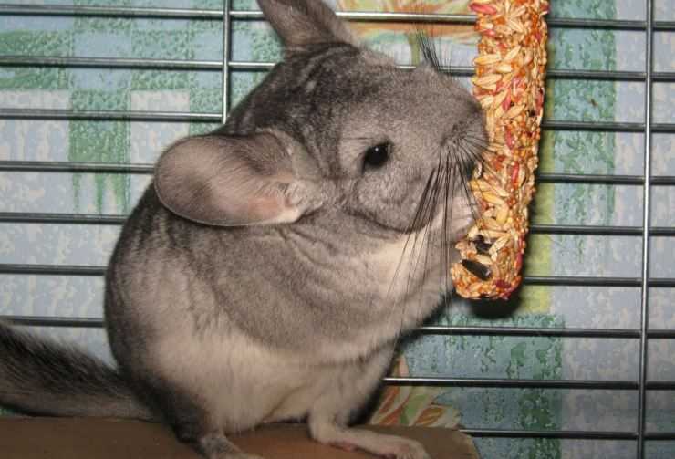 Шиншилла: содержание, уход, все за и против, интересные факты о шиншиллах,