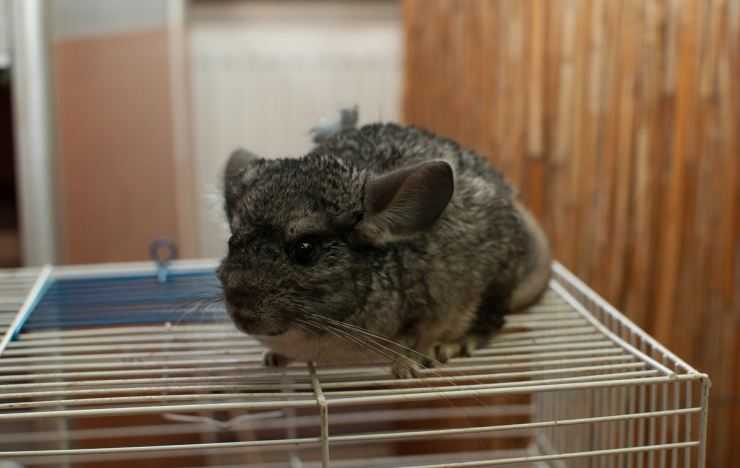 Шиншилла: содержание, уход, все за и против, интересные факты о шиншиллах,