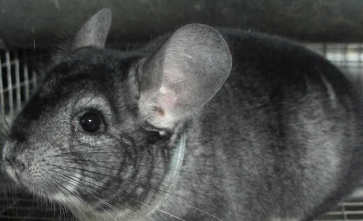 Шиншилла: содержание, уход, все за и против, интересные факты о шиншиллах,