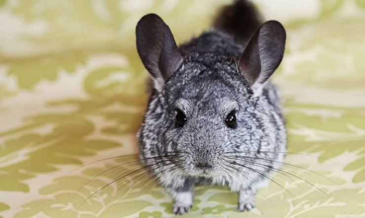 Шиншилла: содержание, уход, все за и против, интересные факты о шиншиллах,