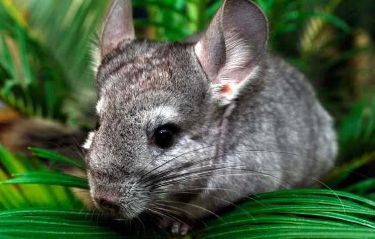 Шиншилла: содержание, уход, все за и против, интересные факты о шиншиллах,