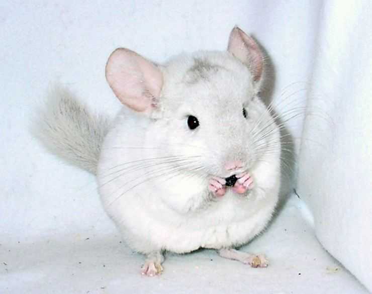 Шиншилла: содержание, уход, все за и против, интересные факты о шиншиллах,