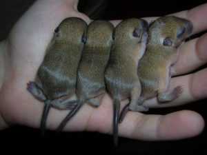 шиншилла-в-домашних условиях-18-300x225.jpg