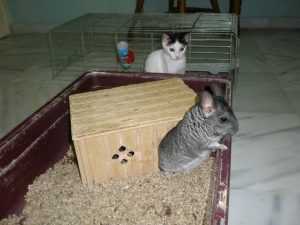 шиншилла-в-домашних условиях-2-300x225.jpeg