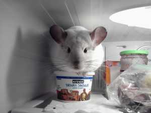 шиншилла-в-домашних условиях-21-300x225.jpg