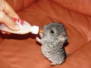 шиншилла-в-домашних условиях-23-300x225.jpg