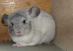 шиншилла-в-домашних условиях-29-300x209.jpg