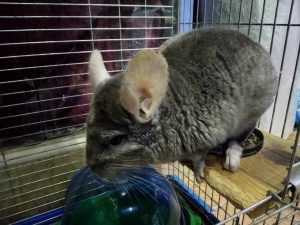 шиншилла-в-домашних условиях-3-300x225.jpg