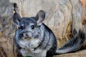 шиншилла-в-домашних условиях-31-300x199.jpg