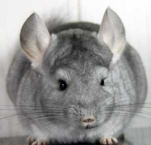 шиншилла-в-домашних условиях-33-300x289.jpg