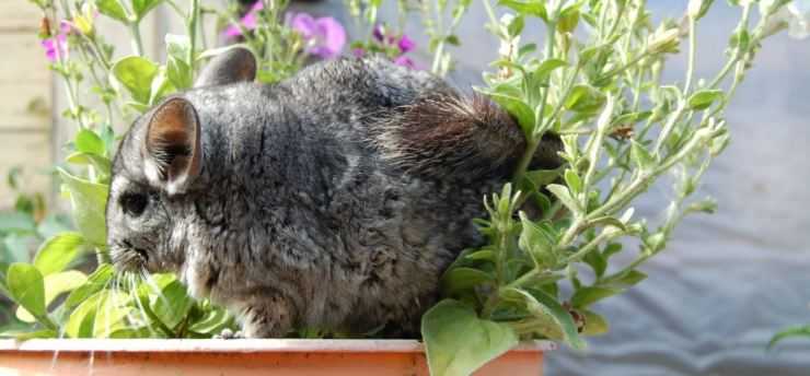 Шиншилла: содержание, уход, все за и против, интересные факты о шиншиллах,
