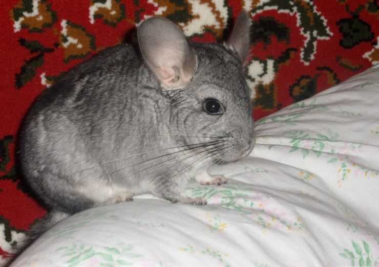 Шиншилла: содержание, уход, все за и против, интересные факты о шиншиллах,