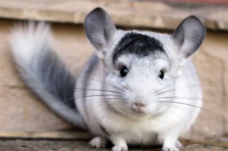 Шиншилла: содержание, уход, все за и против, интересные факты о шиншиллах,