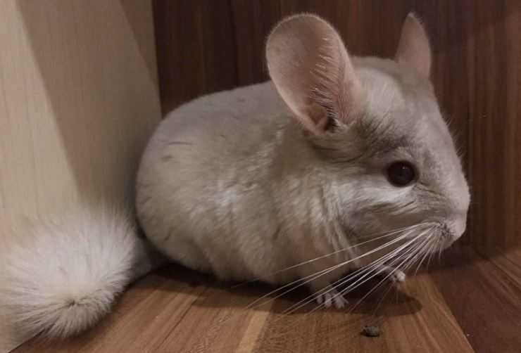 Шиншилла: содержание, уход, все за и против, интересные факты о шиншиллах,