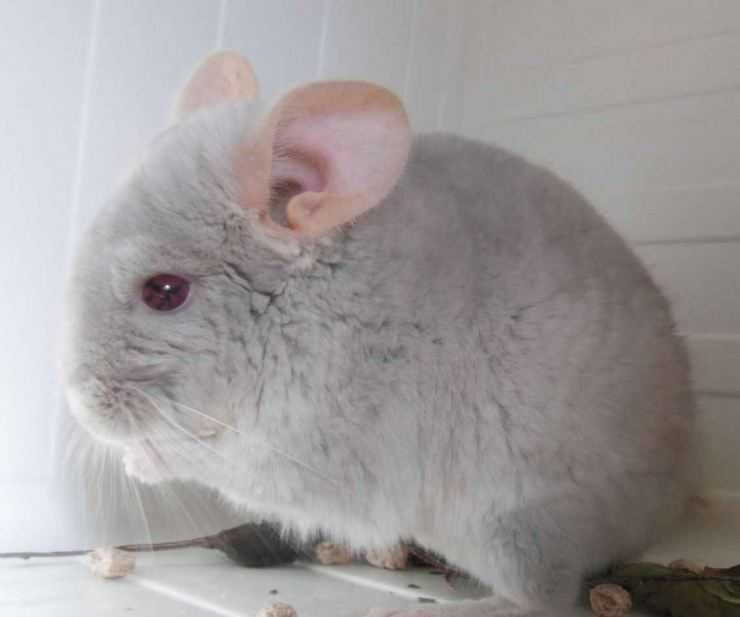 Шиншилла: содержание, уход, все за и против, интересные факты о шиншиллах,
