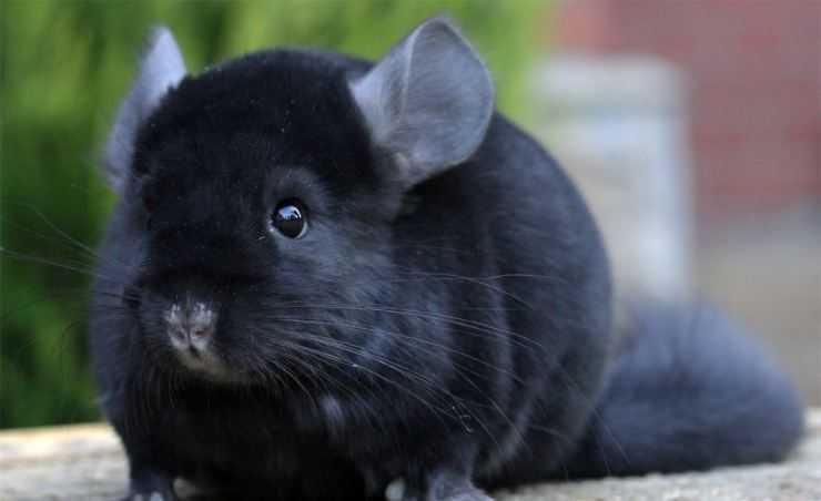 Шиншилла: содержание, уход, все за и против, интересные факты о шиншиллах,