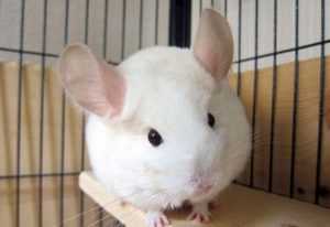 шиншилла-в-домашних условиях-43-300x206.jpg