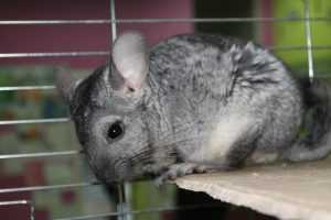 шиншилла-в-домашних условиях-47-300x200.jpg