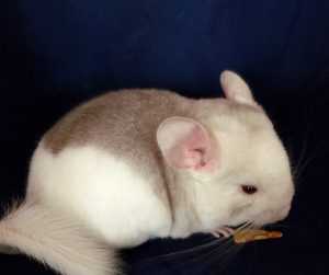 шиншилла-в-домашних условиях-55-300x251.jpg