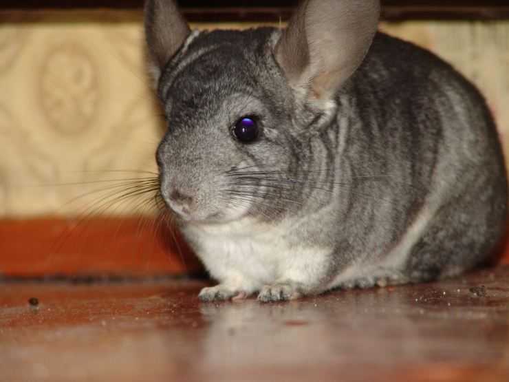 Шиншилла: содержание, уход, все за и против, интересные факты о шиншиллах,