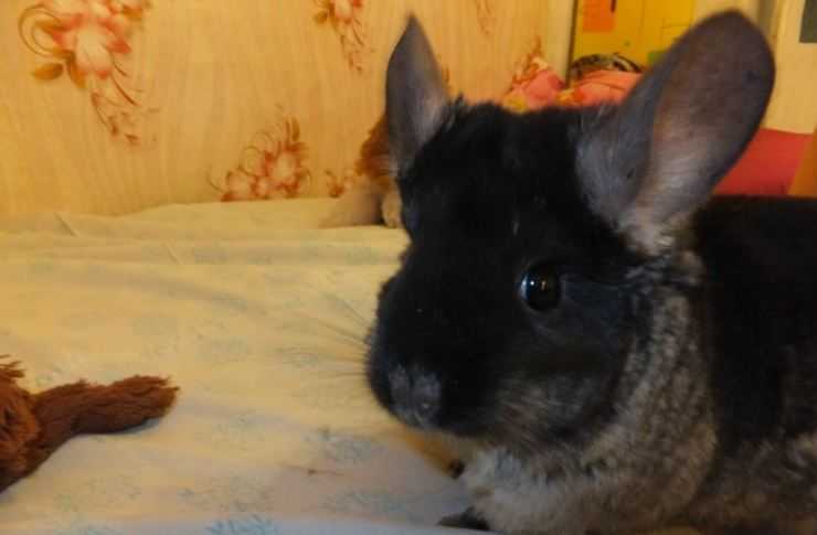 Шиншилла: содержание, уход, все за и против, интересные факты о шиншиллах,