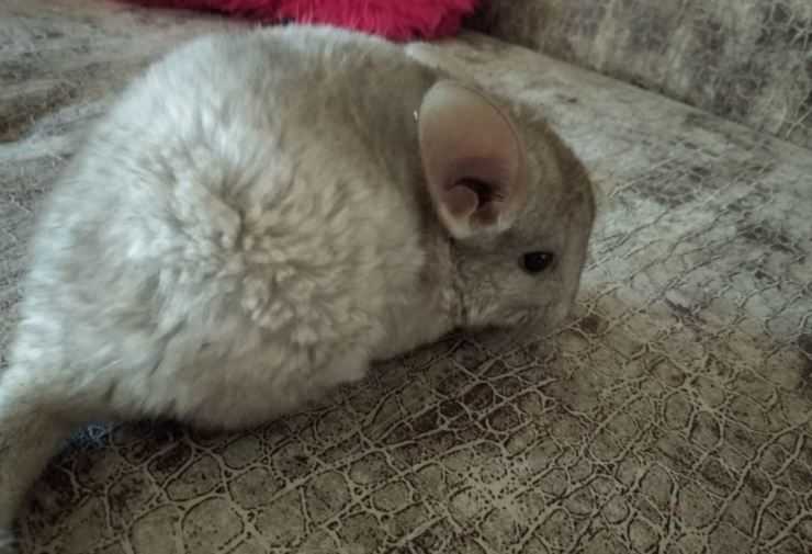 Шиншилла: содержание, уход, все за и против, интересные факты о шиншиллах,