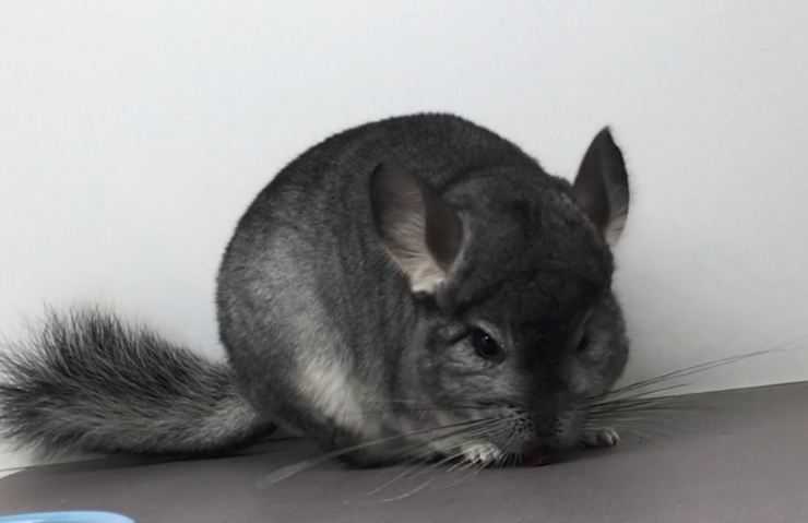 Шиншилла: содержание, уход, все за и против, интересные факты о шиншиллах,